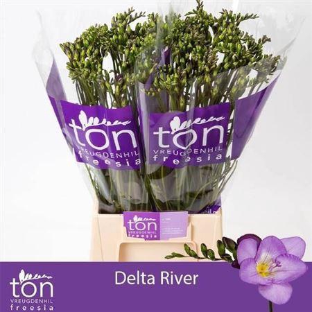 <h4>Fr En Delta River</h4>