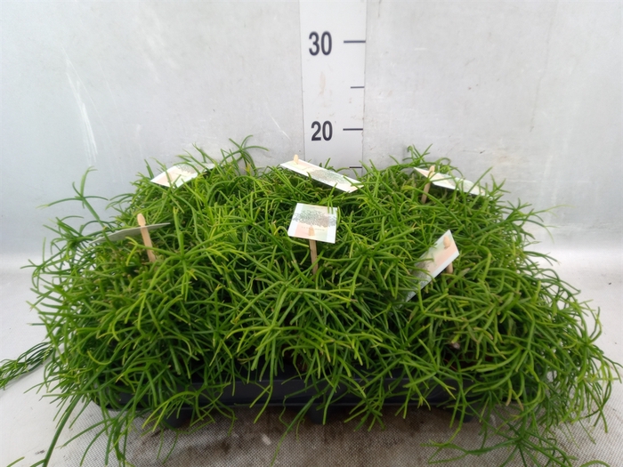 <h4>Rhipsalis baccifera 'Oasis'</h4>