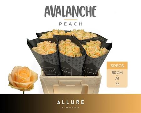 <h4>R Gr Avalanche Peach</h4>