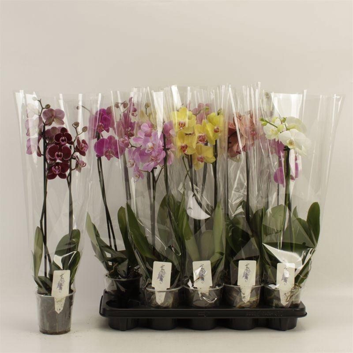 <h4>PHAL GEM</h4>