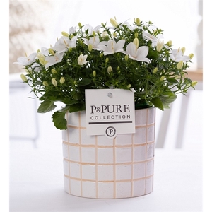 Campanula Atlanta Pure 'Tirza' Ceramics