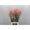 Nerine Pink Wonder