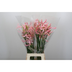 Nerine Pink Wonder