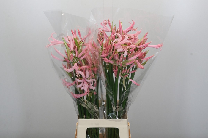Nerine Pink Wonder