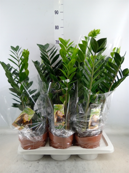 <h4>Zamioculcas zamiifolia</h4>