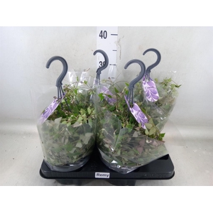 Ceropegia linearis 'Remy'