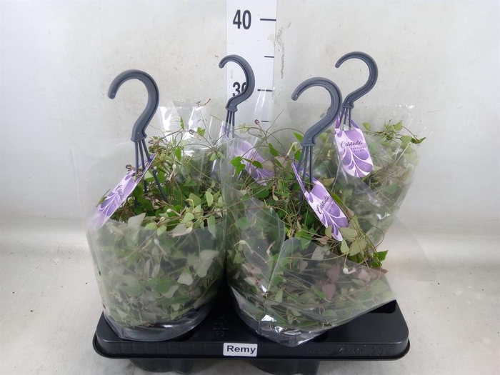 <h4>Ceropegia linearis 'Remy'</h4>