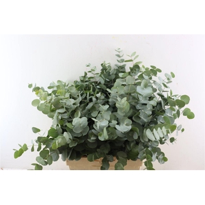 Euca Cinerea 300gr South Africa P Bunch