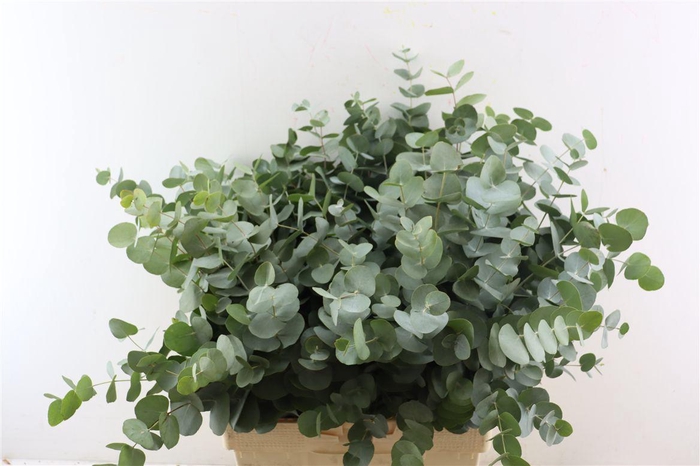 <h4>Euca Cinerea 300gr South Africa P Bunch</h4>