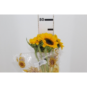 GIRASSOL 070 CM