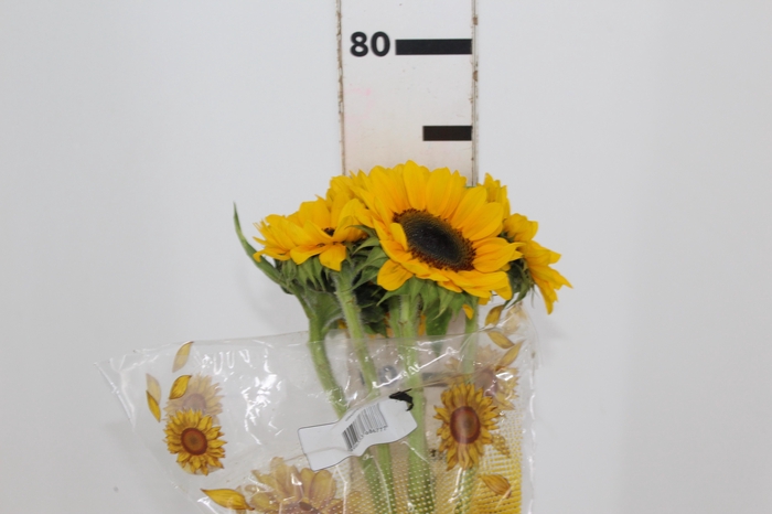 <h4>GIRASSOL 070 CM</h4>