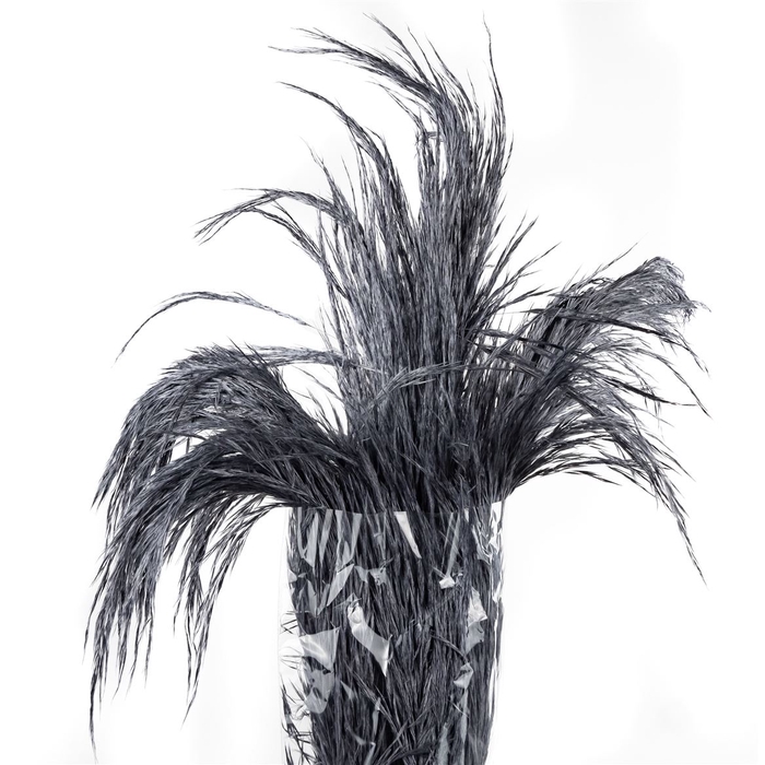 Pampas Preserved Cool Gray