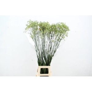 ANIGOZ NIRVANA 110CM