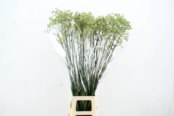 <h4>ANIGOZ NIRVANA 110CM</h4>