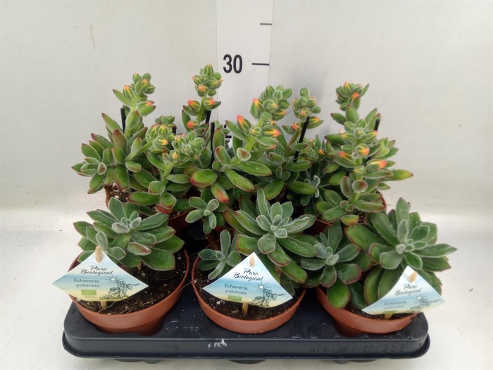 <h4>Echeveria ...</h4>