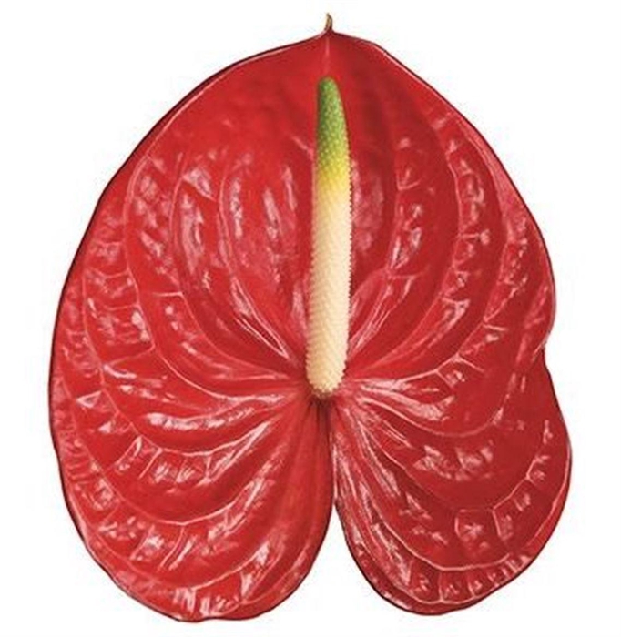 <h4>Anth A Arena</h4>