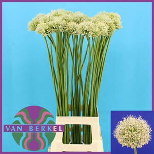 ALLIUM MOUNT EVEREST,