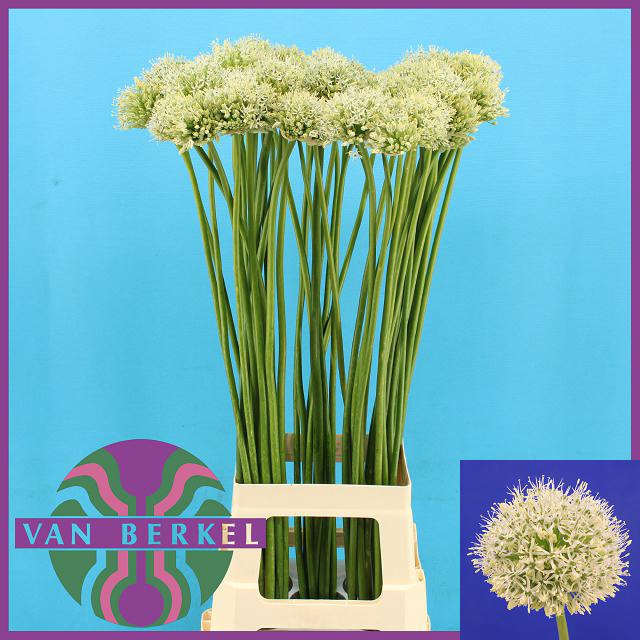 <h4>ALLIUM MOUNT EVEREST</h4>
