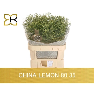LIM SIN CHINA LEMON