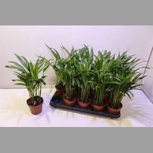 Dypsis Lutescens
