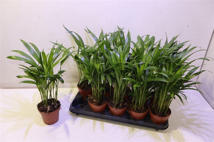 <h4>Dypsis Lutescens</h4>