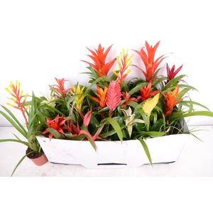 BROMELIA GEM 15 SRT
