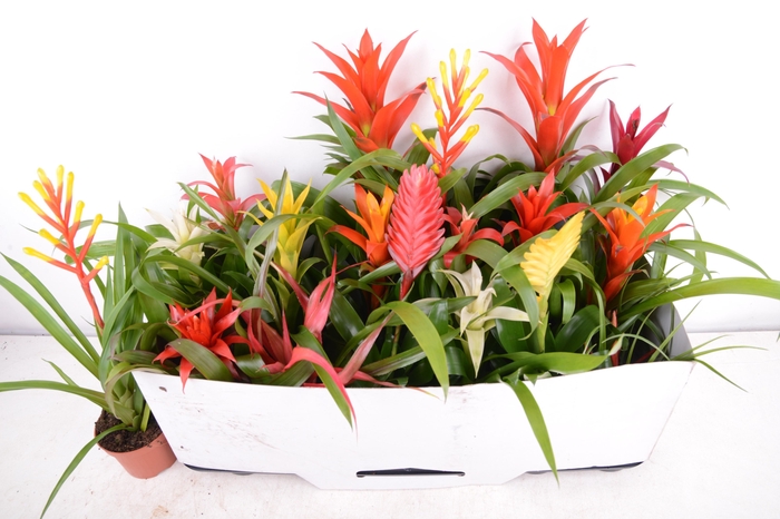 <h4>BROMELIA GEM 15 SRT</h4>