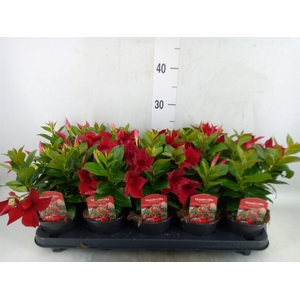 Mandevilla sand. 'Rio Dark Red'