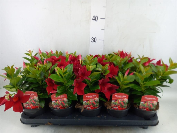 <h4>Mandevilla sand. 'Rio Dark Red'</h4>