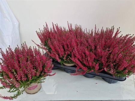 Callu Ga G Franca