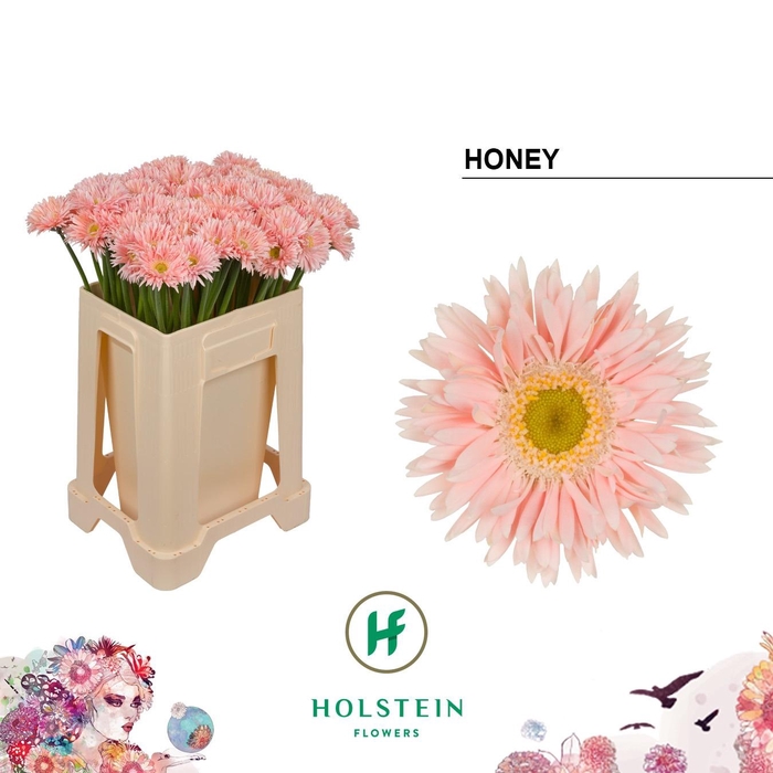 <h4>GE MS GERSP HONEY</h4>