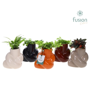 Keramiek pot met Groen planten mix