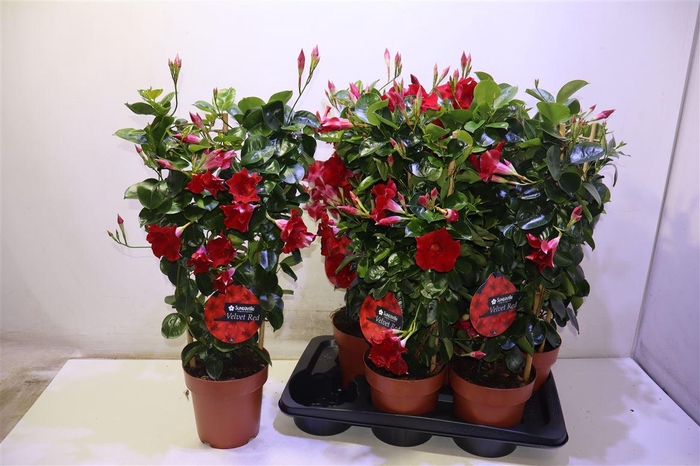 <h4>Mande Sun Velvet Red</h4>