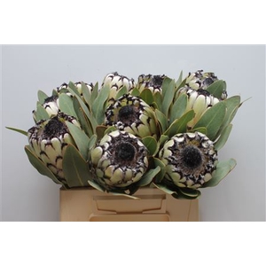 Protea Barb Snow Leopard