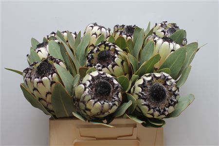 Protea Barb Snow Leopard