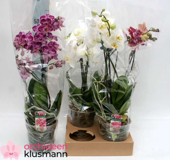 PHAL GEM