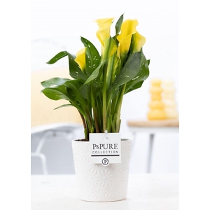 Zantedeschia yellow in P&PURE Juliette ceramics white