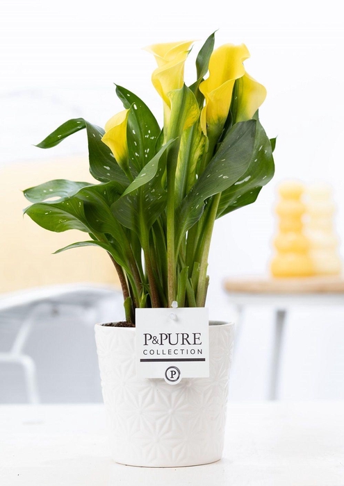<h4>Zantedeschia yellow in P&PURE Juliette ceramics white</h4>