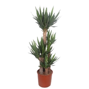 Yucca elephantipes 120-90-60-30 XL