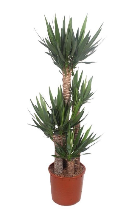 <h4>Yucca elephantipes 120-90-60-30 XL</h4>