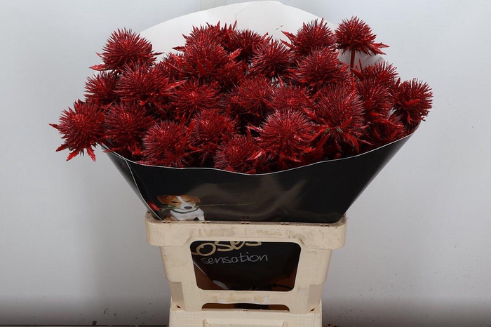 <h4>Eryn Wx Lichtrood</h4>