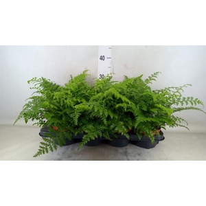 Asplenium  'Parvati'