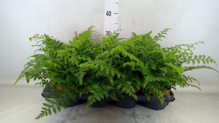 <h4>Asplenium  'Parvati'</h4>