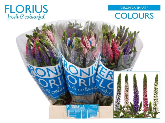 <h4>VERONICA  'SMART COULOURS'   ...MIX</h4>