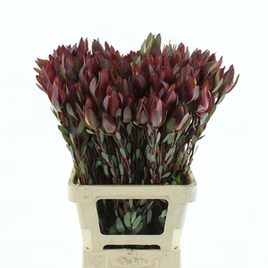 Leucad Senorita