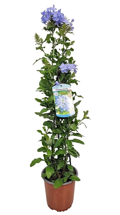 <h4>PLUMBAGO AURICULATA</h4>