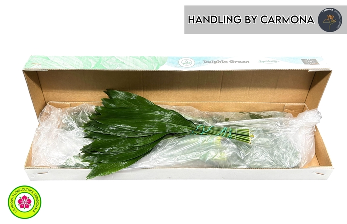 <h4>ASPID ELATIOR</h4>