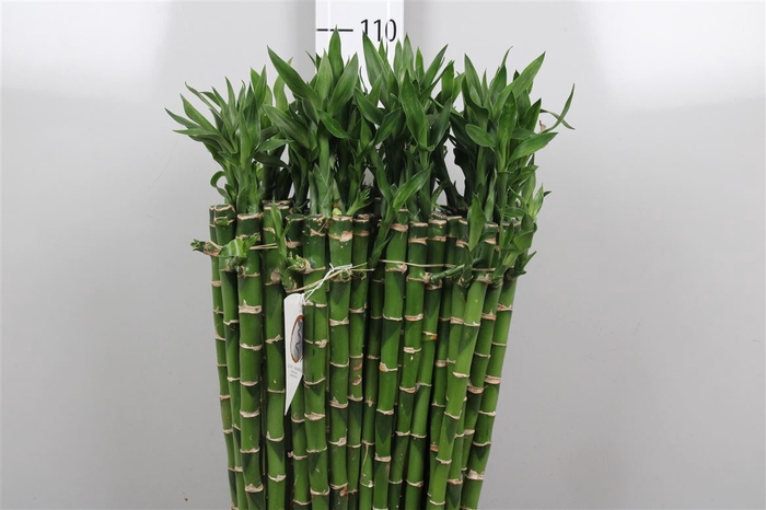 <h4>Drac Lucky Bamboo 90cm Recht</h4>