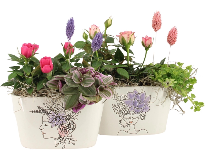 <h4>21704: Lovess arrangement</h4>