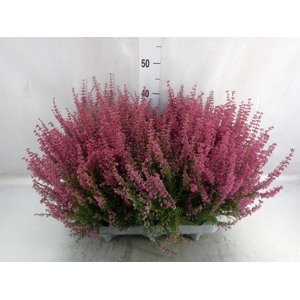 Erica gracilis 'Bea Queen Margaret'